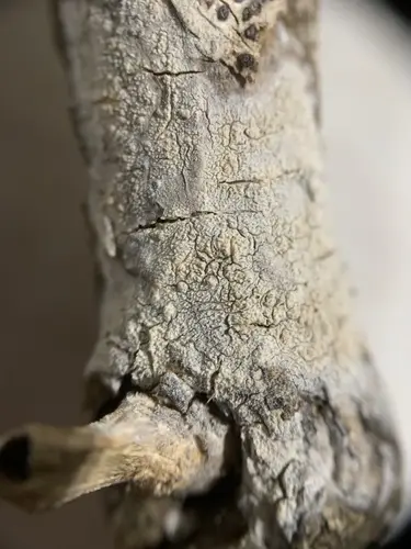 Peniophora cinerea (Peniophora cinerea), photo