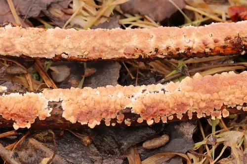 Rosy Crust (Peniophora incarnata), photo