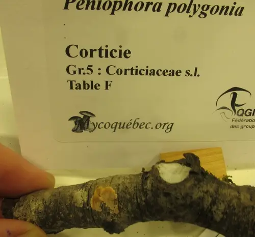 Peniophora polygonia (Peniophora polygonia), photo