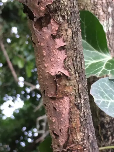 Oak Crust (Peniophora quercina), photo