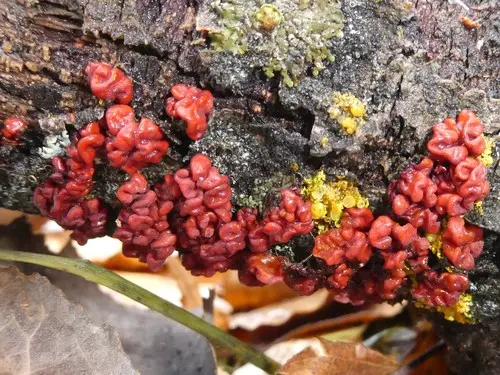 Red Tree Brain Fungus (Peniophora rufa), photo