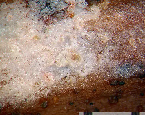 Peniophorella praetermissa (Peniophorella praetermissa), photo