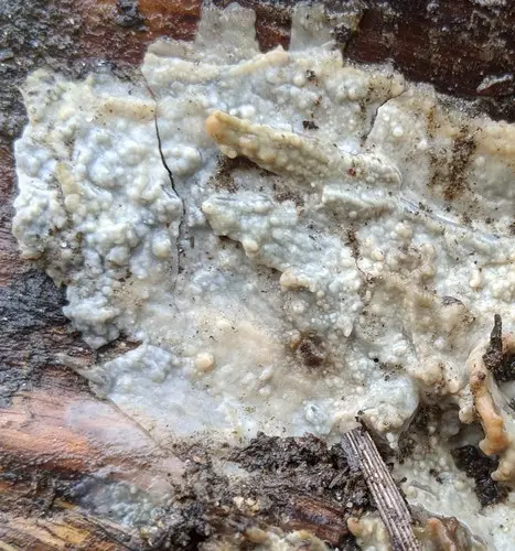 Peniophorella pubera (Peniophorella pubera), photo