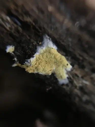 Penttilamyces olivascens (Penttilamyces olivascens), photo