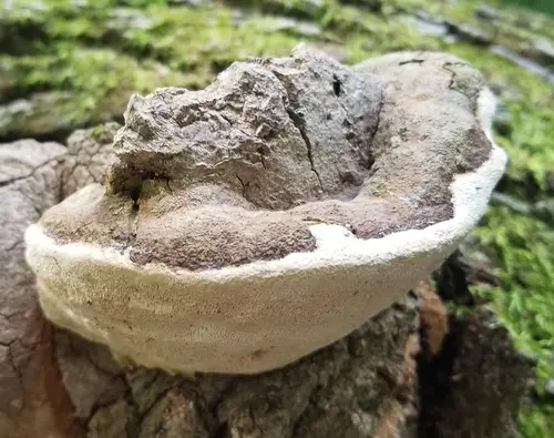 Perenniporia fraxinophila (Perenniporia fraxinophila), photo