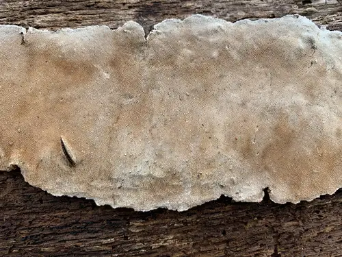 Pancake Crust (Perenniporia medulla-panis), photo