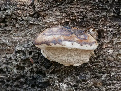 Perenniporia ohiensis (Perenniporia ohiensis), photo