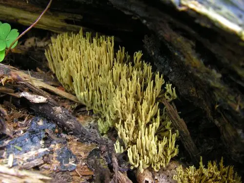 Green-Staining Coral Mushroom (Phaeoclavulina abietina), photo