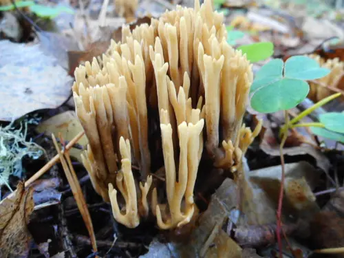 Phaeoclavulina eumorpha (Phaeoclavulina eumorpha), photo