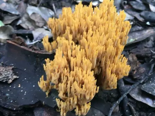 Phaeoclavulina flaccida (Phaeoclavulina flaccida), photo