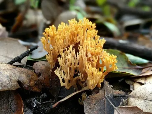 Phaeoclavulina myceliosa (Phaeoclavulina myceliosa), photo