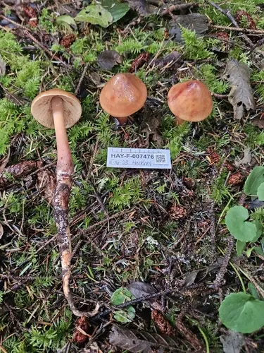 Phaeocollybia ammiratii (Phaeocollybia ammiratii), photo