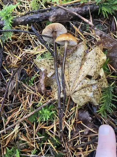 Phaeocollybia attenuata (Phaeocollybia attenuata), photo
