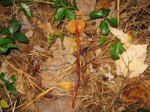 Christina's Rootshank (Phaeocollybia christinae), photo