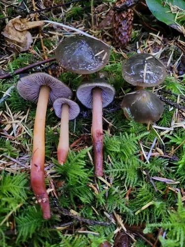 Phaeocollybia fallax (Phaeocollybia fallax), photo