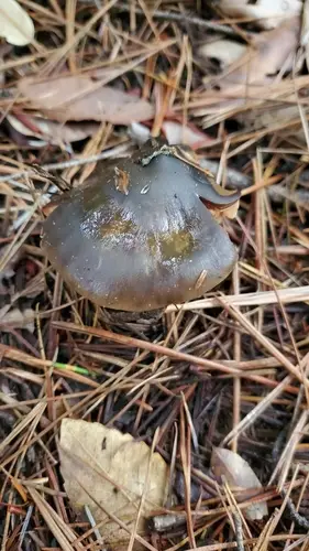 Olive Phaeocollybia (Phaeocollybia olivacea), photo