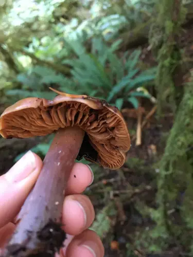 Phaeocollybia redheadii (Phaeocollybia redheadii), photo