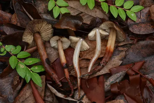 Phaeocollybia scatesiae (Phaeocollybia scatesiae), photo