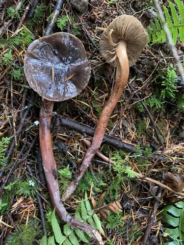 Phaeocollybia spadicea (Phaeocollybia spadicea), photo