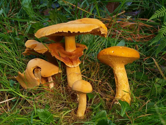 Golden Bootleg (Phaeolepiota aurea), photo