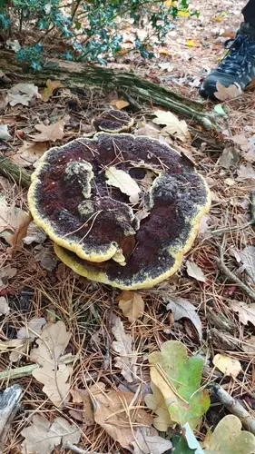 Dyer's Mazegill (Phaeolus schweinitzii), photo