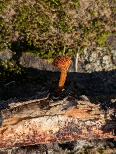 Hedgehog Scalycap (Phaeomarasmius erinaceus), photo