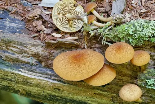 Phaeomarasmius proximans (Phaeomarasmius proximans), photo