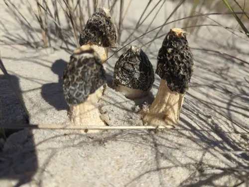 Dune Stinkhorn (Phallus hadriani), photo