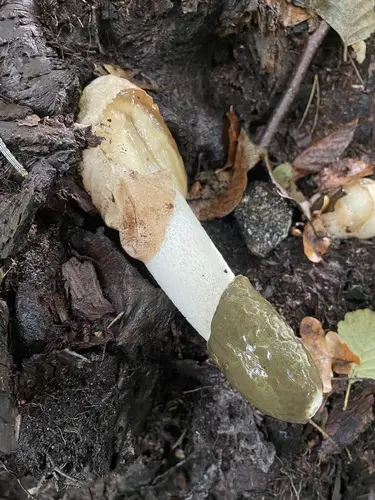 Pandas Thumb (Phallus impudicus), photo