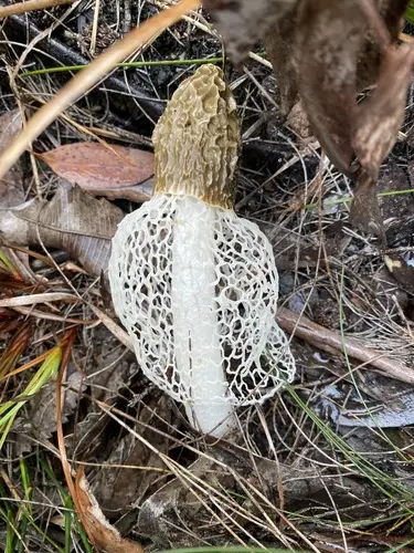 Veiled Lady (Phallus indusiatus), photo