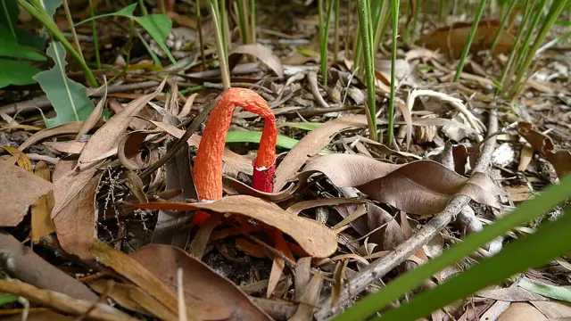 Phallus rubicundus (Phallus rubicundus), photo