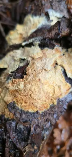 Phanerochaete carnosa (Phanerochaete carnosa), photo