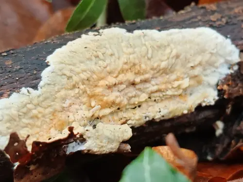 Phanerochaete sordida (Phanerochaete sordida), photo