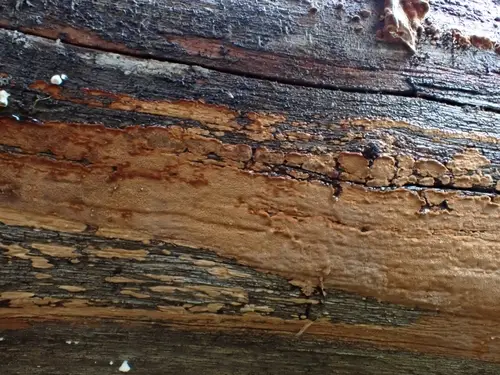 Phellinidium ferrugineofuscum (Phellinidium ferrugineofuscum), photo