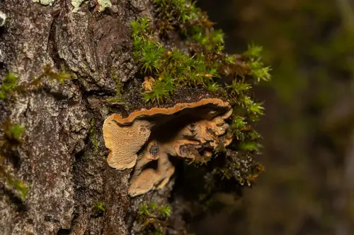 Phellinopsis conchata (Phellinopsis conchata), photo