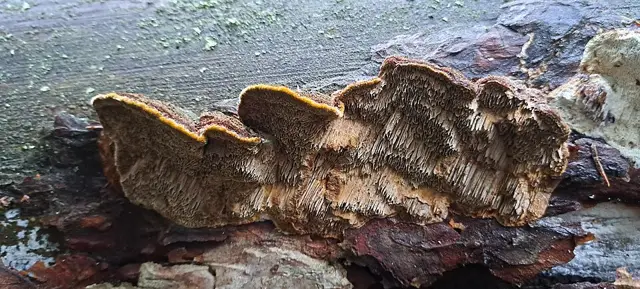 Phellinus chrysoloma (Phellinus chrysoloma), photo