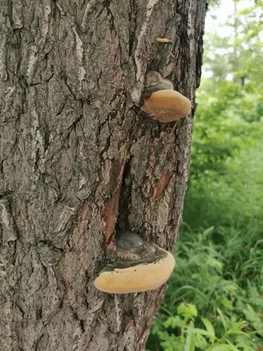 Hardwood Trunk Rot (Phellinus igniarius), photo