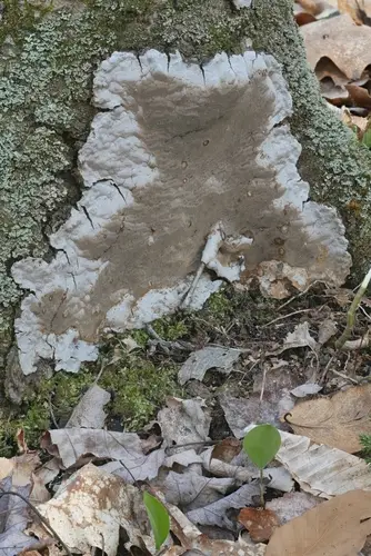 Smooth Bristle Bracket (Phellinus laevigatus), photo