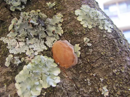 Cushion Bracket (Phellinus pomaceus), photo