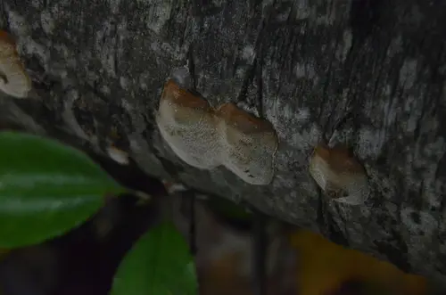 Acid Polypore, Cherry Polypore (Phellinus prunicola), photo