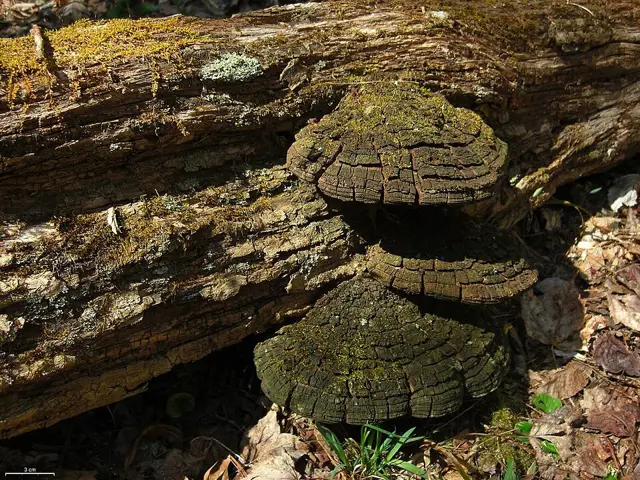 Phellinus rimosus (Phellinus rimosus), photo