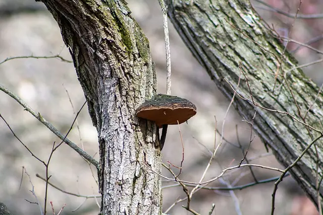 Phellinus robiniae (Phellinus robiniae), photo