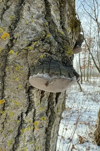 Aspen Bracket (Phellinus tremulae), photo