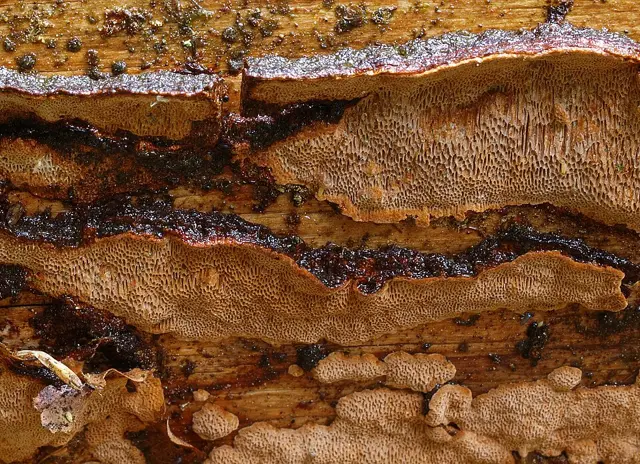 Phellinus viticola (Phellinus viticola), photo