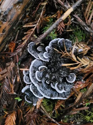 Blue-Black Tooth (Phellodon atratus), photo