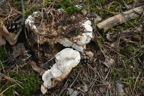 Drab Tooth (Phellodon fuligineoalbus), photo