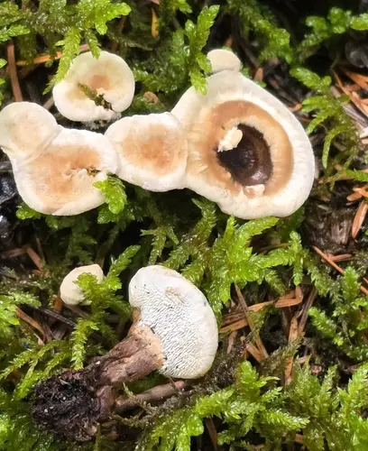Woolly Tooth (Phellodon tomentosus), photo