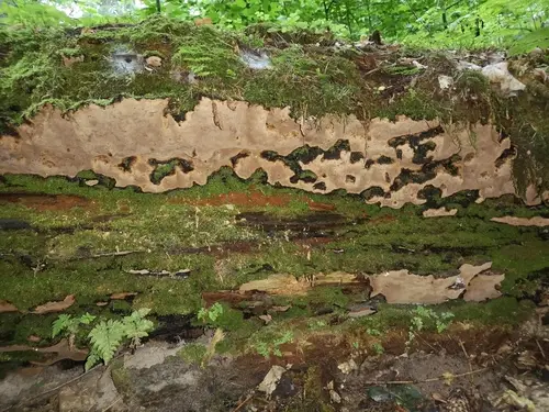 Phellopilus nigrolimitatus (Phellopilus nigrolimitatus), photo