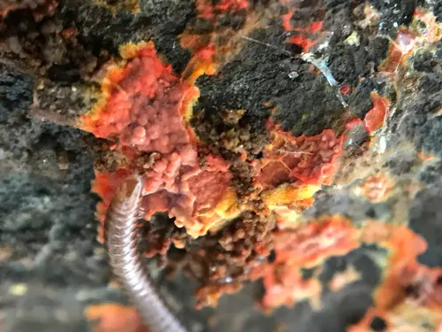 Scarlet Waxcrust (Phlebia coccineofulva), photo