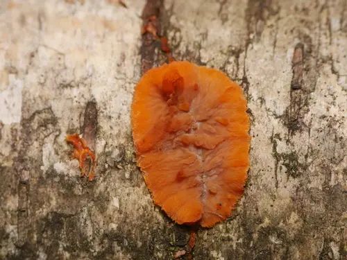 Spreading Phlebia (Phlebia radiata), photo